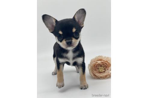 成約済の愛知県のチワワ(スムースコート)-236268の5枚目