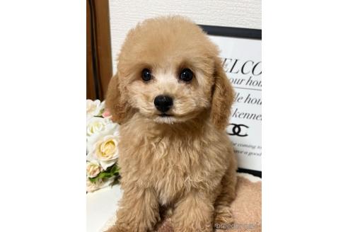 成約済の岡山県のトイプードル-225396の1枚目