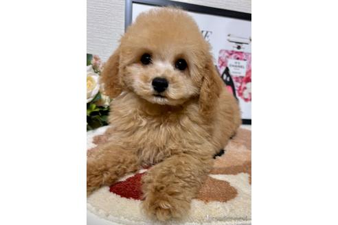 成約済の岡山県のトイプードル-225396の4枚目
