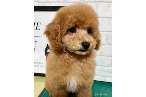 成約済の岡山県のトイプードル-226345の2枚目