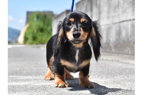 成約済の愛知県のミニチュアダックスフンド(ロングヘアード)-216457の1枚目
