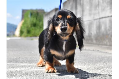 成約済の愛知県のミニチュアダックスフンド(ロングヘアード)-216457の1枚目