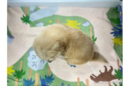 成約済の愛知県のゴールデンレトリーバー-237014の3枚目