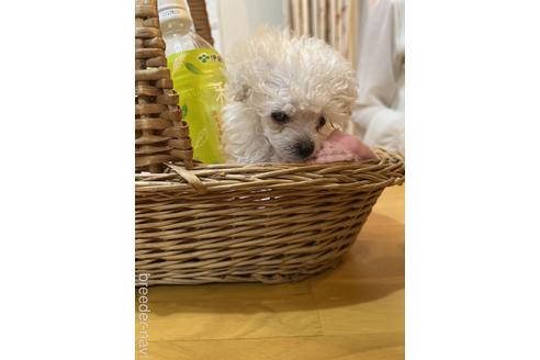 販売中の愛知県のティーカッププードル-237015