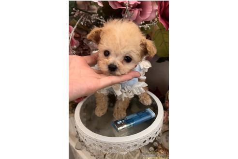 販売中の広島県のティーカッププードル-235131