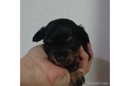 成約済の愛知県のミックス犬-233484の33枚目