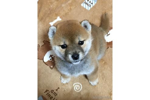 成約済の埼玉県の柴犬-238027の1枚目
