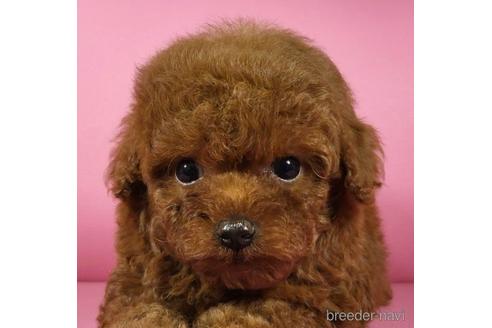 販売中の岐阜県のトイプードル-237136