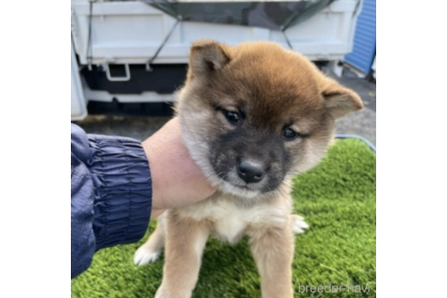 成約済の広島県の柴犬-237162の3枚目
