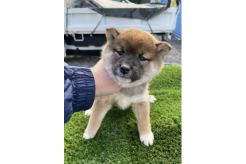 成約済の広島県の柴犬-237162の1枚目