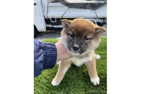 成約済の広島県の柴犬-237162の2枚目