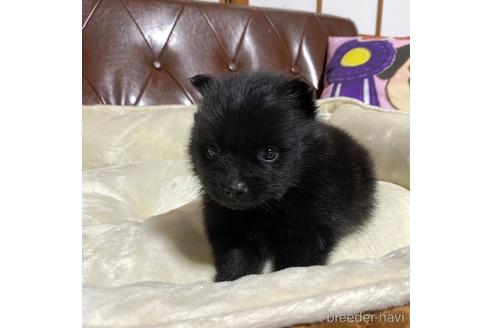 成約済の香川県のポメラニアン-237205の3枚目