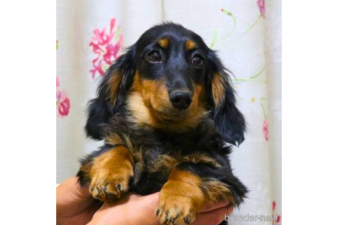 販売中の岐阜県のカニンヘンダックスフンド(ロングヘアード)-237226