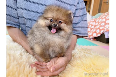 成約済の岐阜県のポメラニアン-225269の22枚目