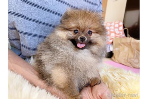 成約済の岐阜県のポメラニアン-225269の19枚目