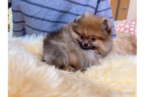 成約済の岐阜県のポメラニアン-225269の10枚目