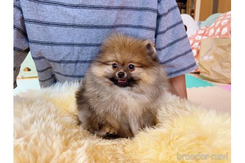 成約済の岐阜県のポメラニアン-225269の20枚目