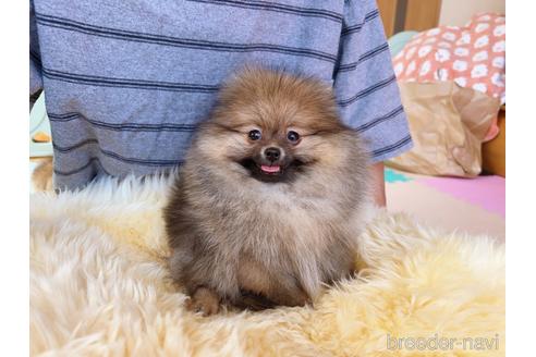 成約済の岐阜県のポメラニアン-225269の16枚目