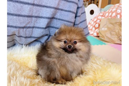 成約済の岐阜県のポメラニアン-225269の15枚目