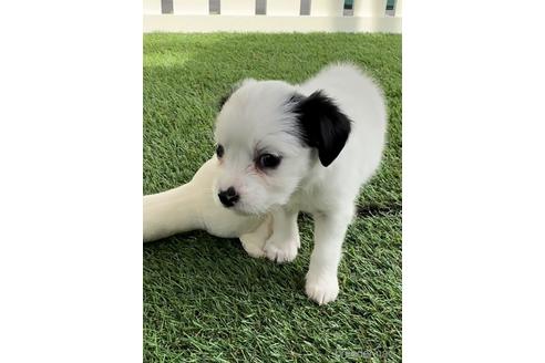 成約済の福岡県のチワックス:チワワ×ミニチュアダックスフンド-237240の1枚目