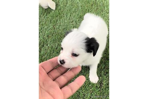 成約済の福岡県のチワックス:チワワ×ミニチュアダックスフンド-237240の2枚目