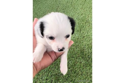 成約済の福岡県のチワックス:チワワ×ミニチュアダックスフンド-237240の3枚目