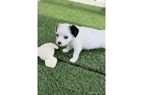 成約済の福岡県のチワックス:チワワ×ミニチュアダックスフンド-237240の4枚目