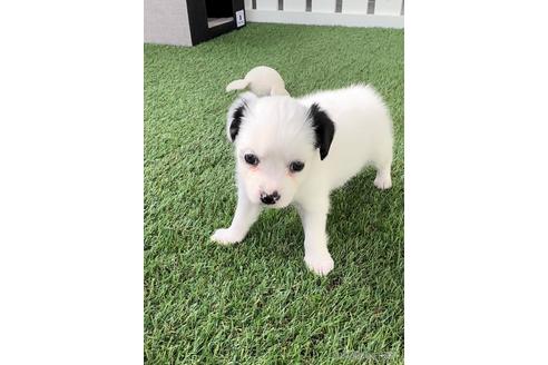 成約済の福岡県のチワックス:チワワ×ミニチュアダックスフンド-237240の5枚目