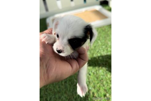 成約済の福岡県のチワックス:チワワ×ミニチュアダックスフンド-237242の2枚目