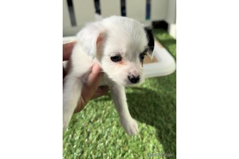 成約済の福岡県のチワックス:チワワ×ミニチュアダックスフンド-237242の3枚目