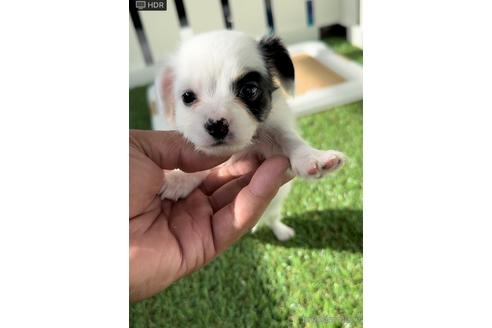 成約済の福岡県のチワックス:チワワ×ミニチュアダックスフンド-237242の1枚目