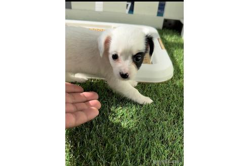 成約済の福岡県のチワックス:チワワ×ミニチュアダックスフンド-237242の4枚目