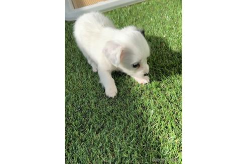 成約済の福岡県のチワックス:チワワ×ミニチュアダックスフンド-237242の5枚目