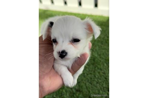 成約済の福岡県のチワックス:チワワ×ミニチュアダックスフンド-237247の2枚目