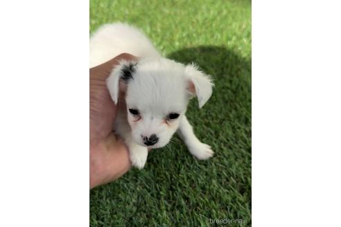 成約済の福岡県のチワックス:チワワ×ミニチュアダックスフンド-237247の3枚目