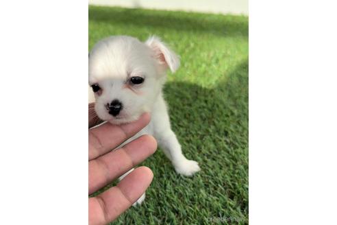 成約済の福岡県のチワックス:チワワ×ミニチュアダックスフンド-237247の4枚目