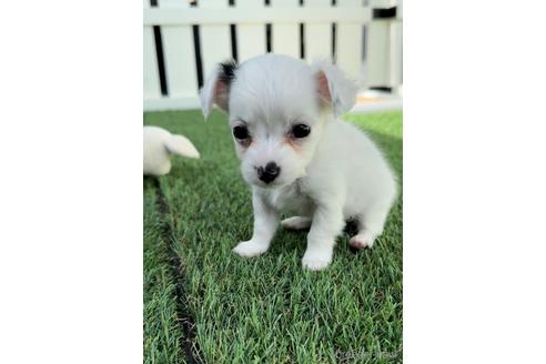 成約済の福岡県のチワックス:チワワ×ミニチュアダックスフンド-237247の1枚目