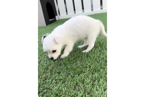 成約済の福岡県のチワックス:チワワ×ミニチュアダックスフンド-237247の5枚目