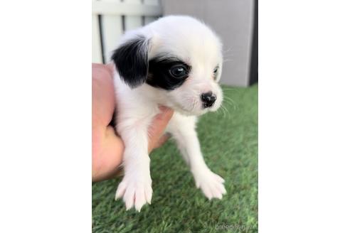 成約済の福岡県のチワックス:チワワ×ミニチュアダックスフンド-237249の1枚目