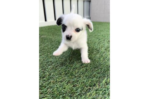 成約済の福岡県のチワックス:チワワ×ミニチュアダックスフンド-237249の4枚目