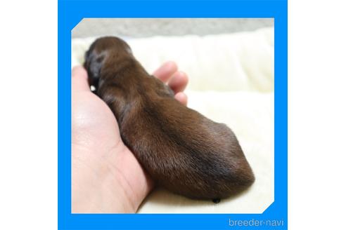 成約済の岡山県のミニチュアダックスフンド(ロングヘアード)-237252の43枚目
