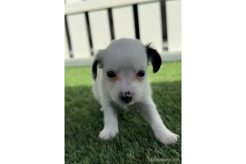 成約済の福岡県のチワックス:チワワ×ミニチュアダックスフンド-237255の1枚目