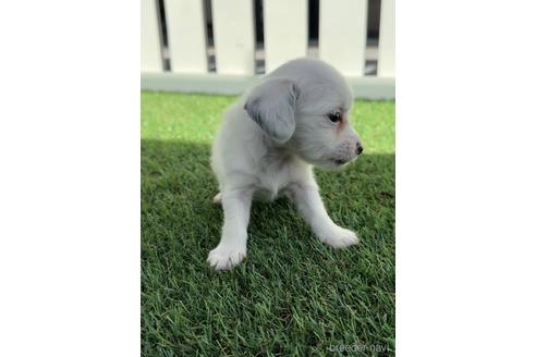 成約済の福岡県のチワックス:チワワ×ミニチュアダックスフンド-237255の2枚目