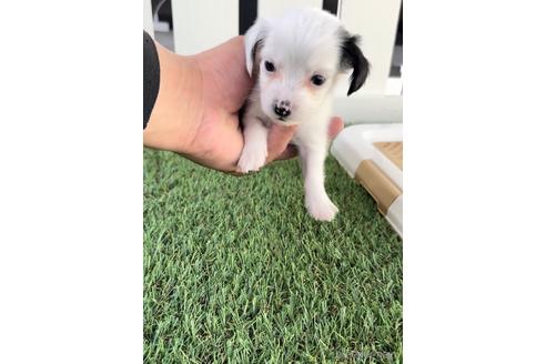 成約済の福岡県のチワックス:チワワ×ミニチュアダックスフンド-237255の3枚目