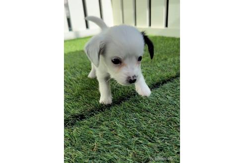 成約済の福岡県のチワックス:チワワ×ミニチュアダックスフンド-237255の4枚目