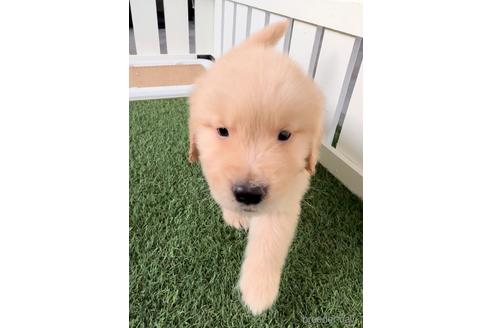 成約済の福岡県のゴールデンレトリーバー-233879