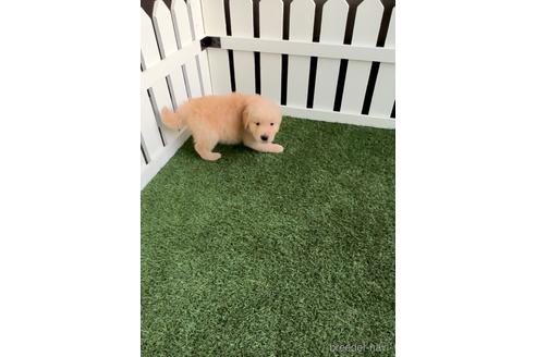 成約済の福岡県のゴールデンレトリーバー-233879の3枚目