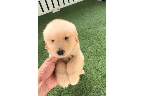 成約済の福岡県のゴールデンレトリーバー-233879の2枚目