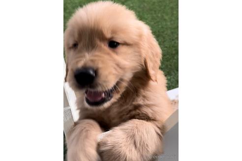 成約済の福岡県のゴールデンレトリーバー-233878の2枚目
