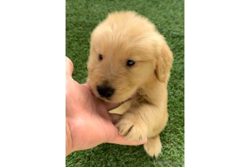 成約済の福岡県のゴールデンレトリーバー-233878の3枚目